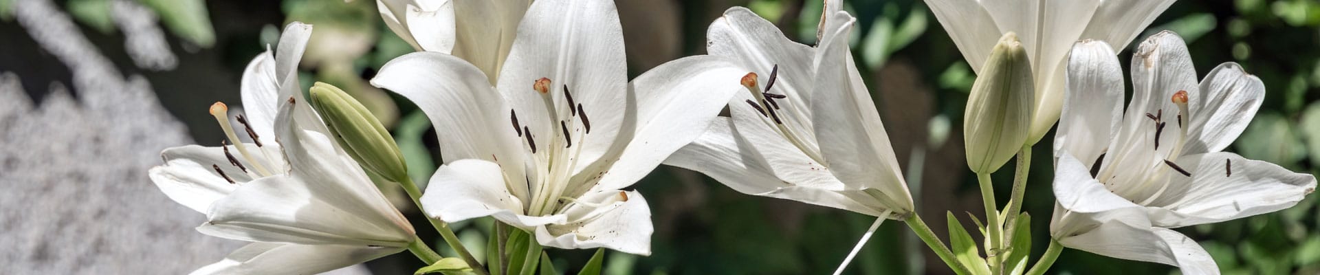 White Lily -header